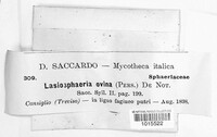 Lasiosphaeria ovina image